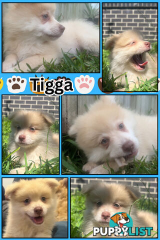 Make An offer Blue/Green Eyed Pure Pomeranian Puppy