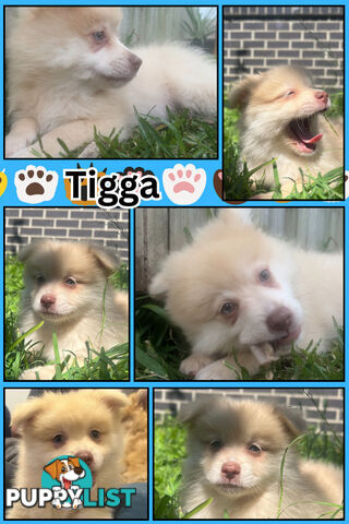 Make An offer Blue/Green Eyed Pure Pomeranian Puppy