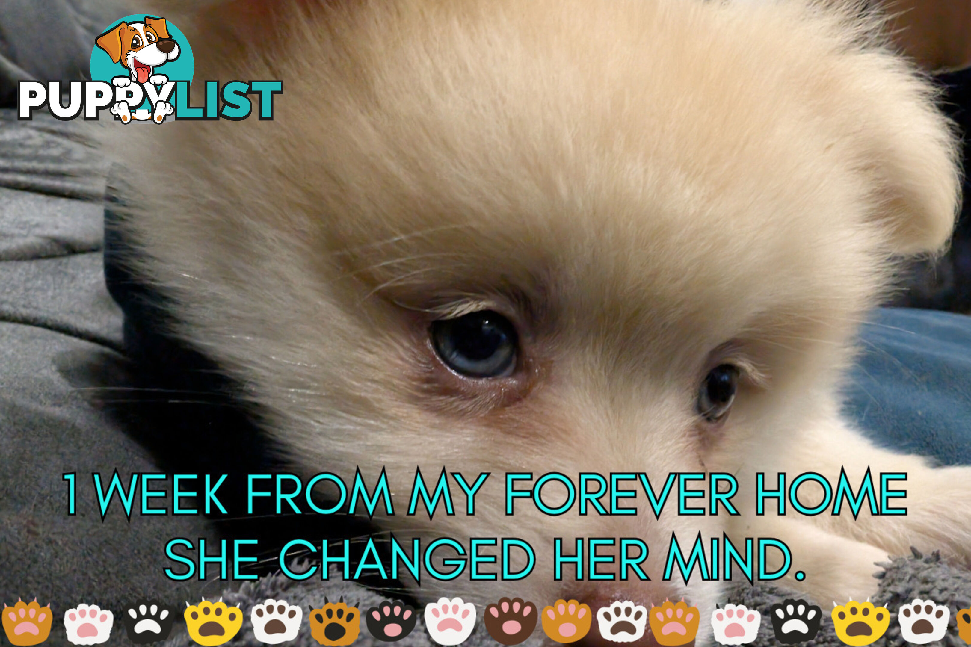 Make An offer Blue/Green Eyed Pure Pomeranian Puppy