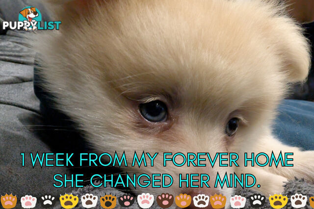 Make An offer Blue/Green Eyed Pure Pomeranian Puppy