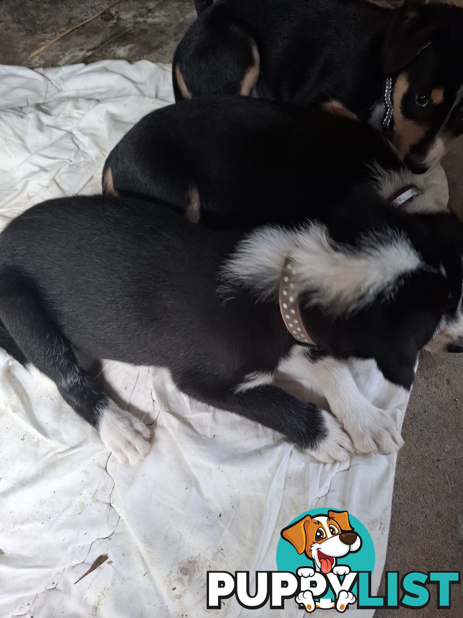 tri colour border collie puppies