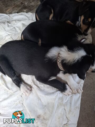 tri colour border collie puppies