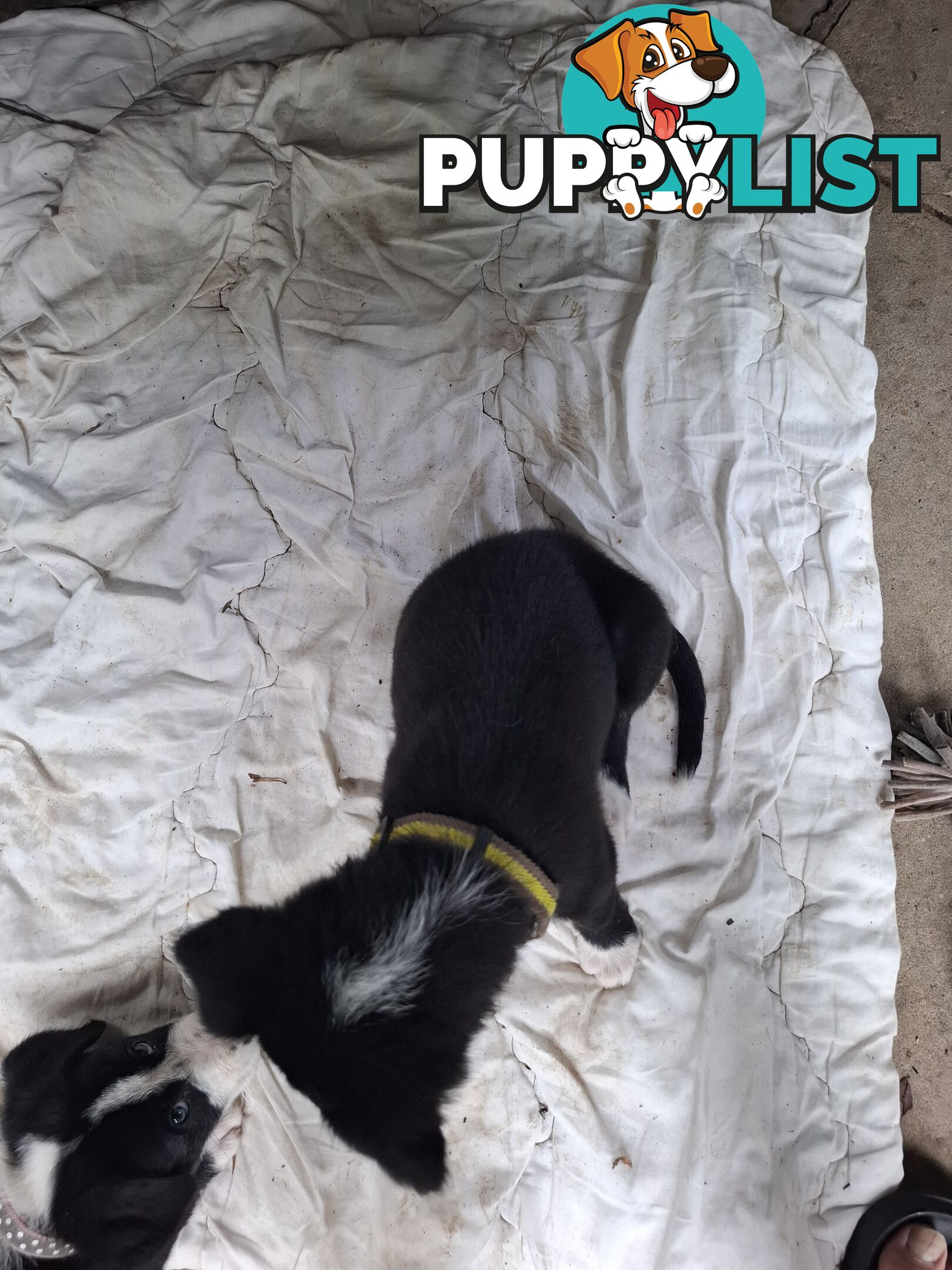 tri colour border collie puppies