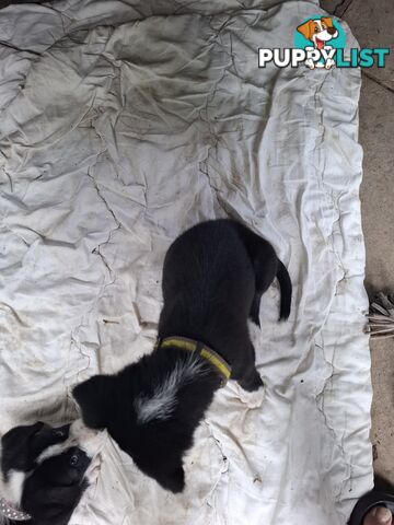 tri colour border collie puppies