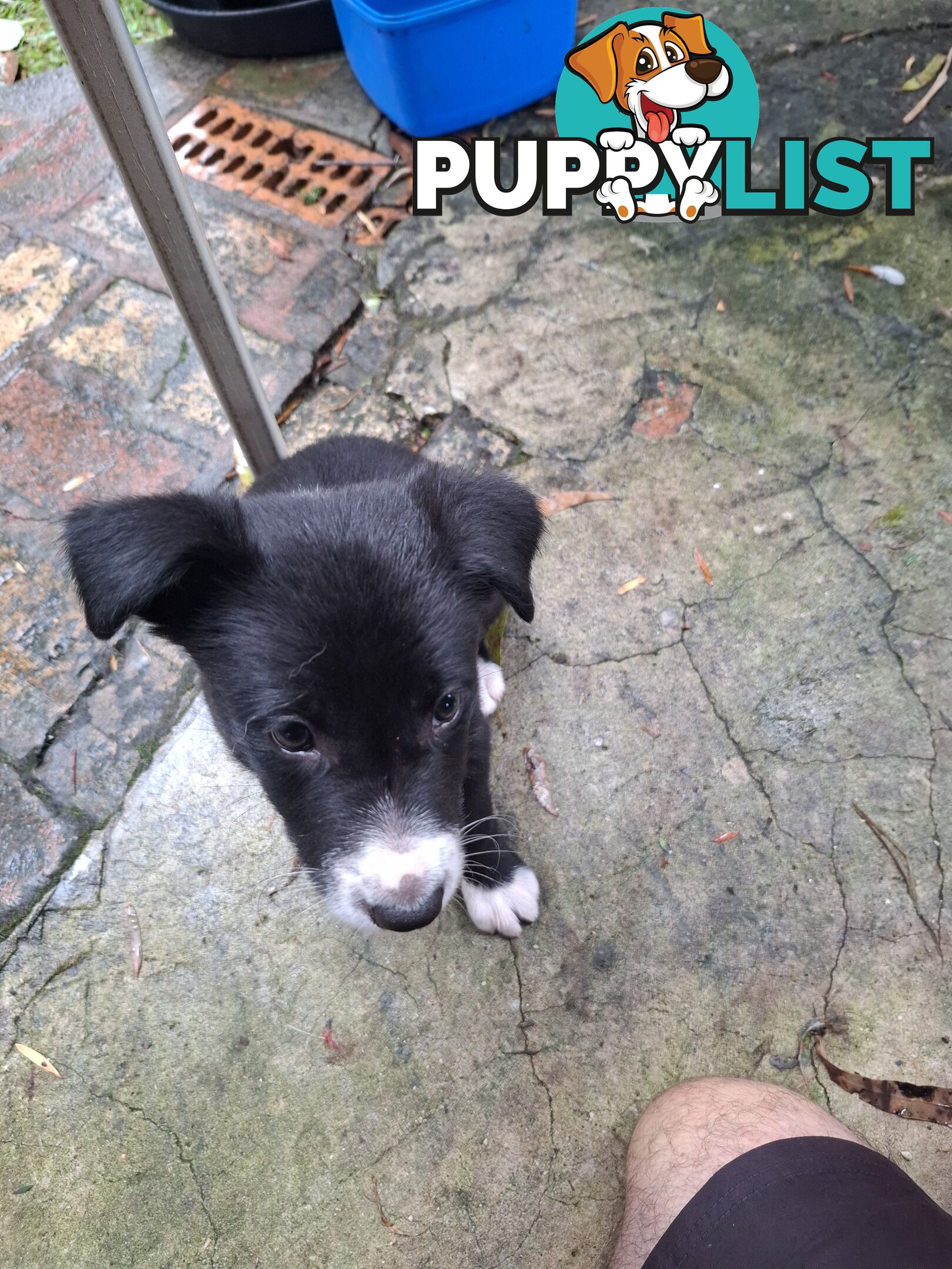 tri colour border collie puppies