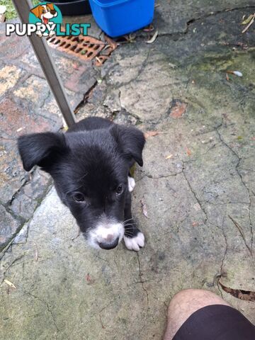 tri colour border collie puppies