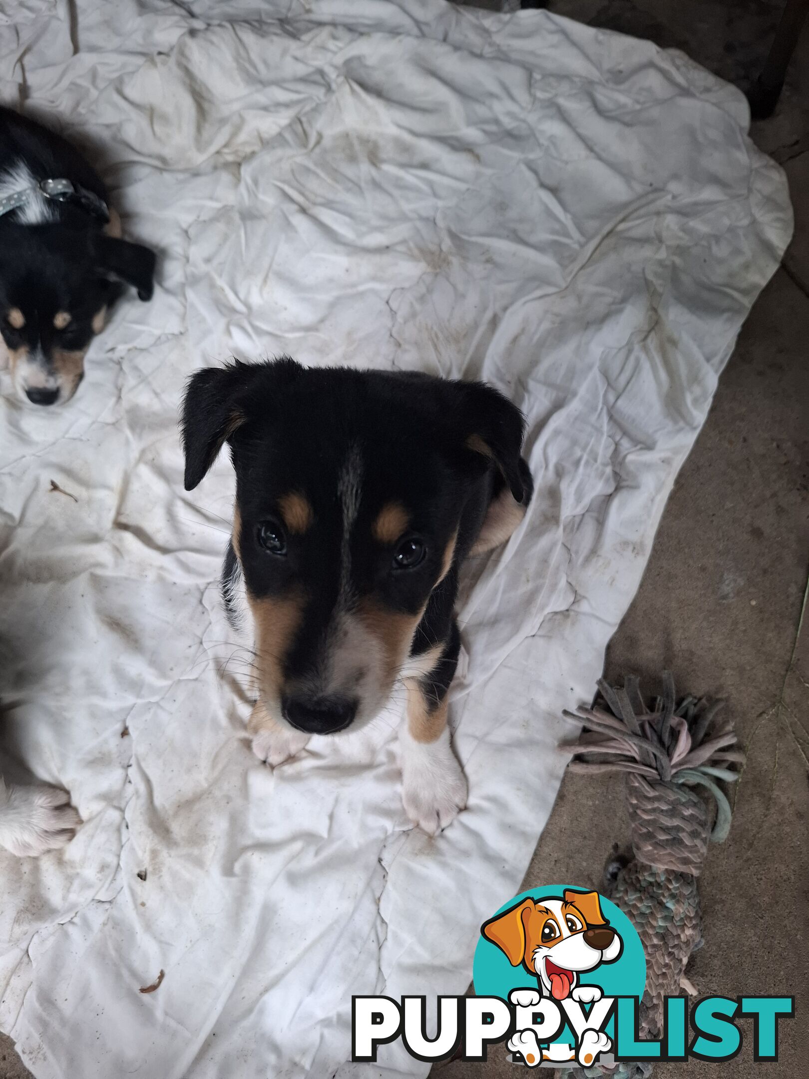 tri colour border collie puppies