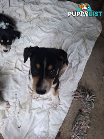 tri colour border collie puppies