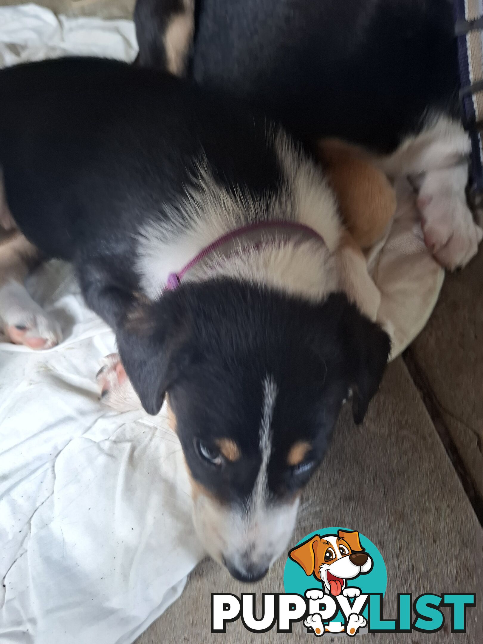 tri colour border collie puppies