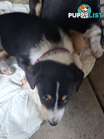 tri colour border collie puppies