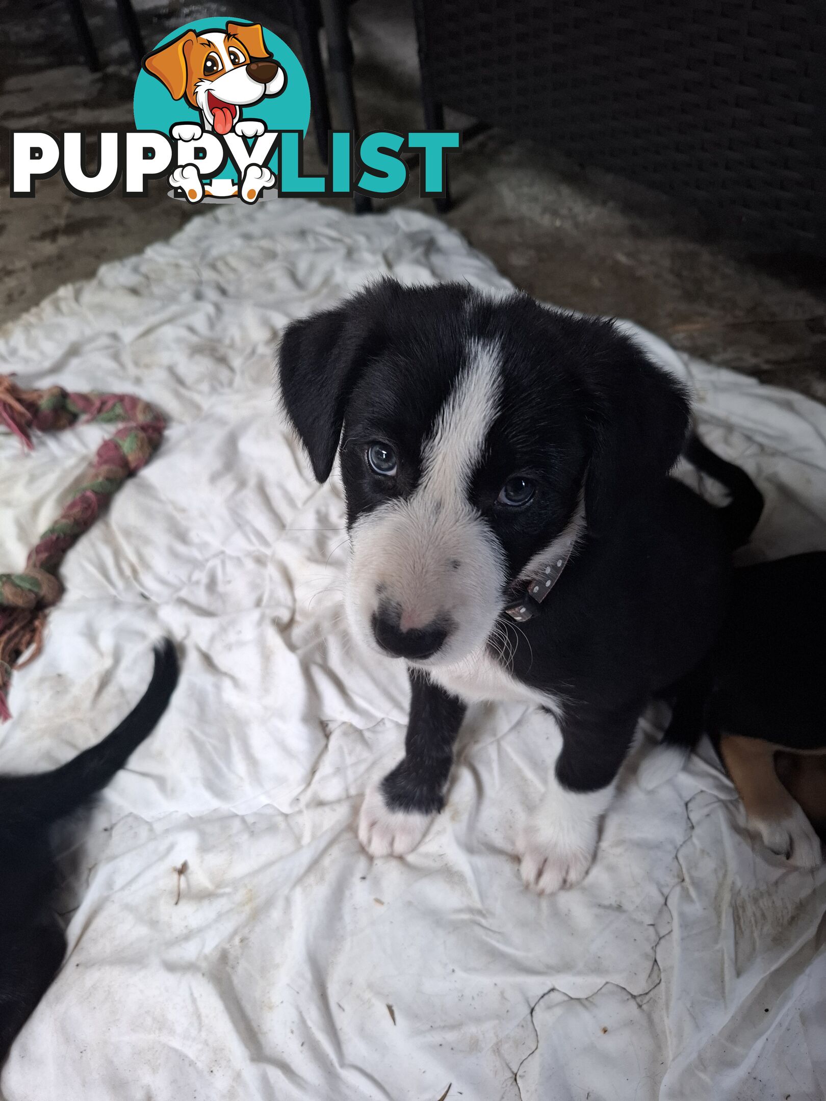 tri colour border collie puppies