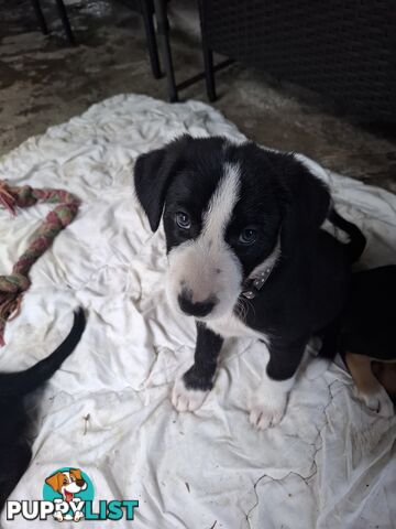 tri colour border collie puppies