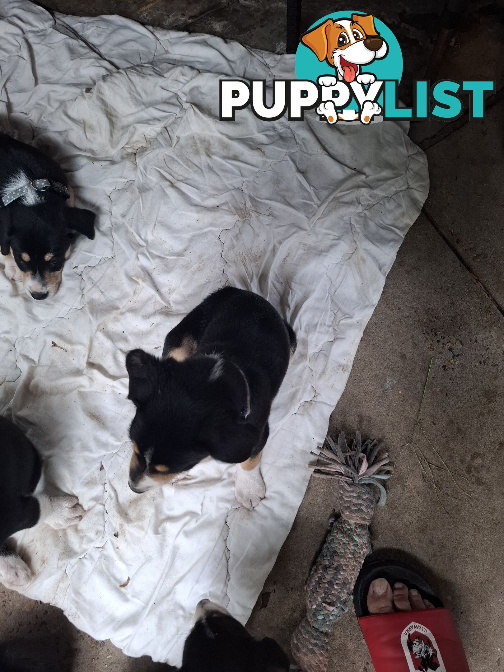 tri colour border collie puppies