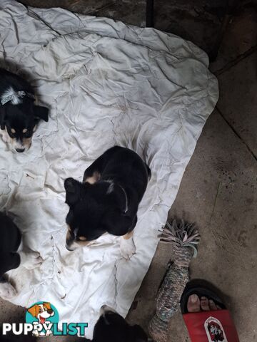 tri colour border collie puppies