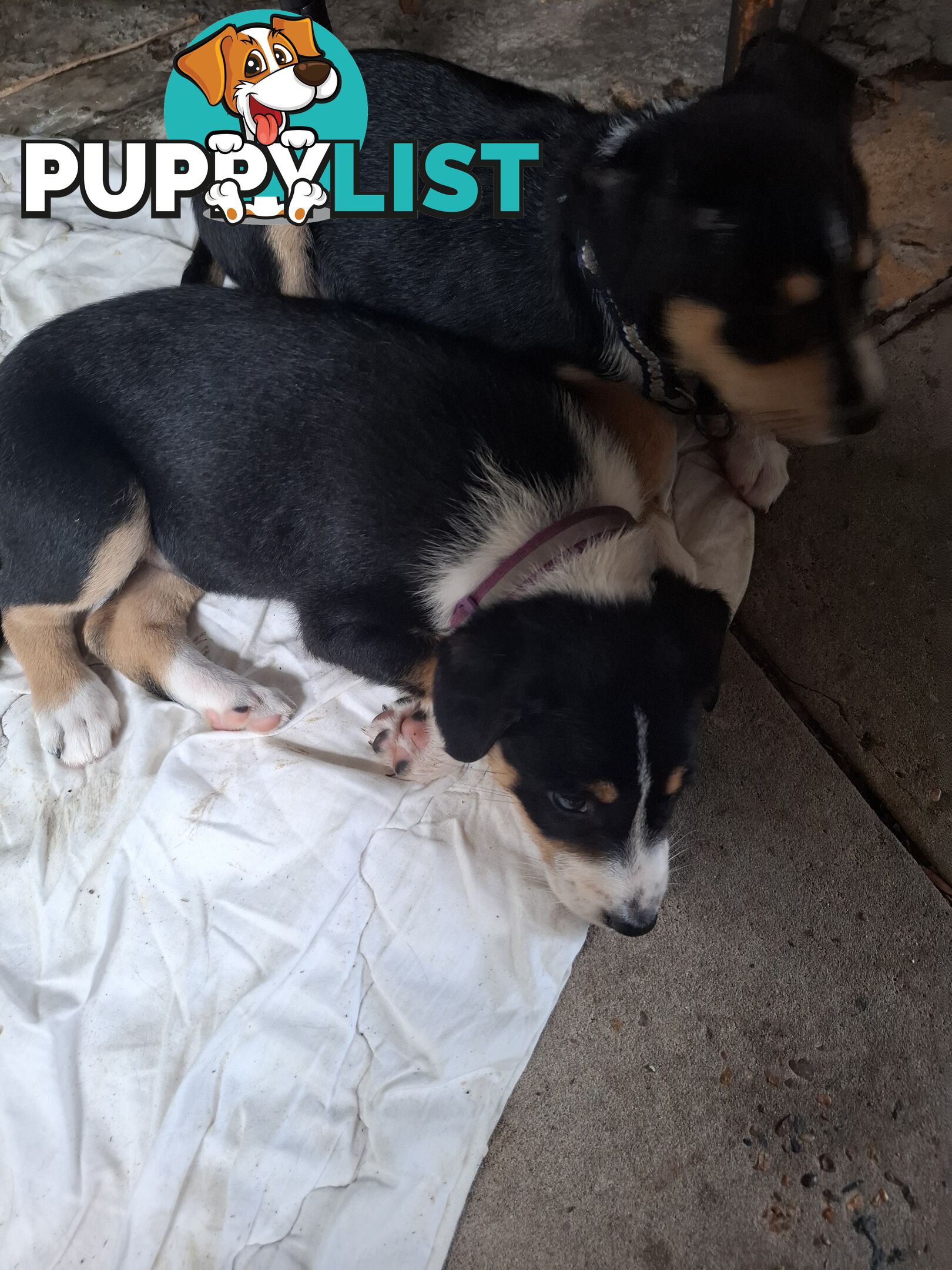 tri colour border collie puppies