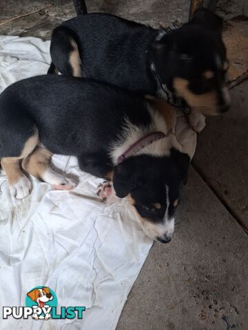 tri colour border collie puppies