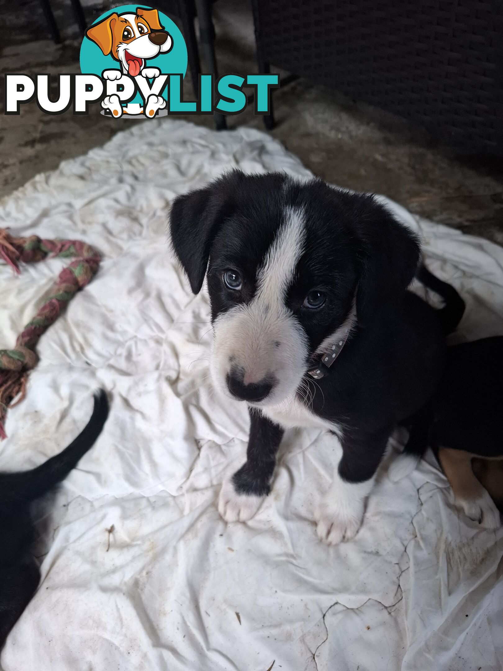 tri colour border collie puppies