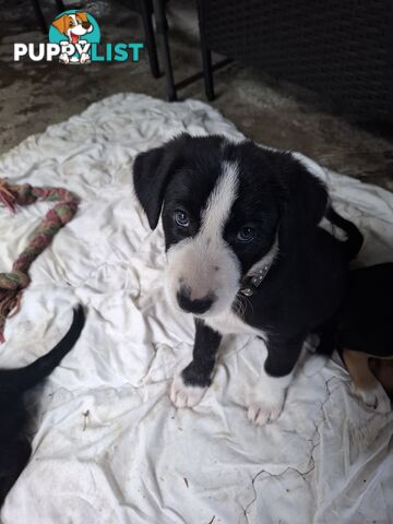 tri colour border collie puppies