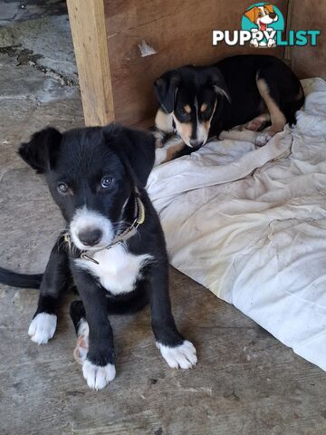 border collie puppies