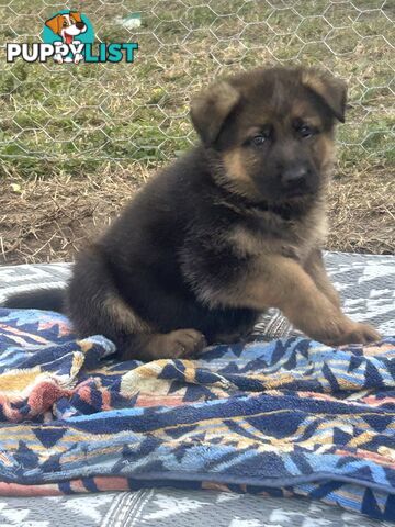 4 Purebred German shepherd puppies