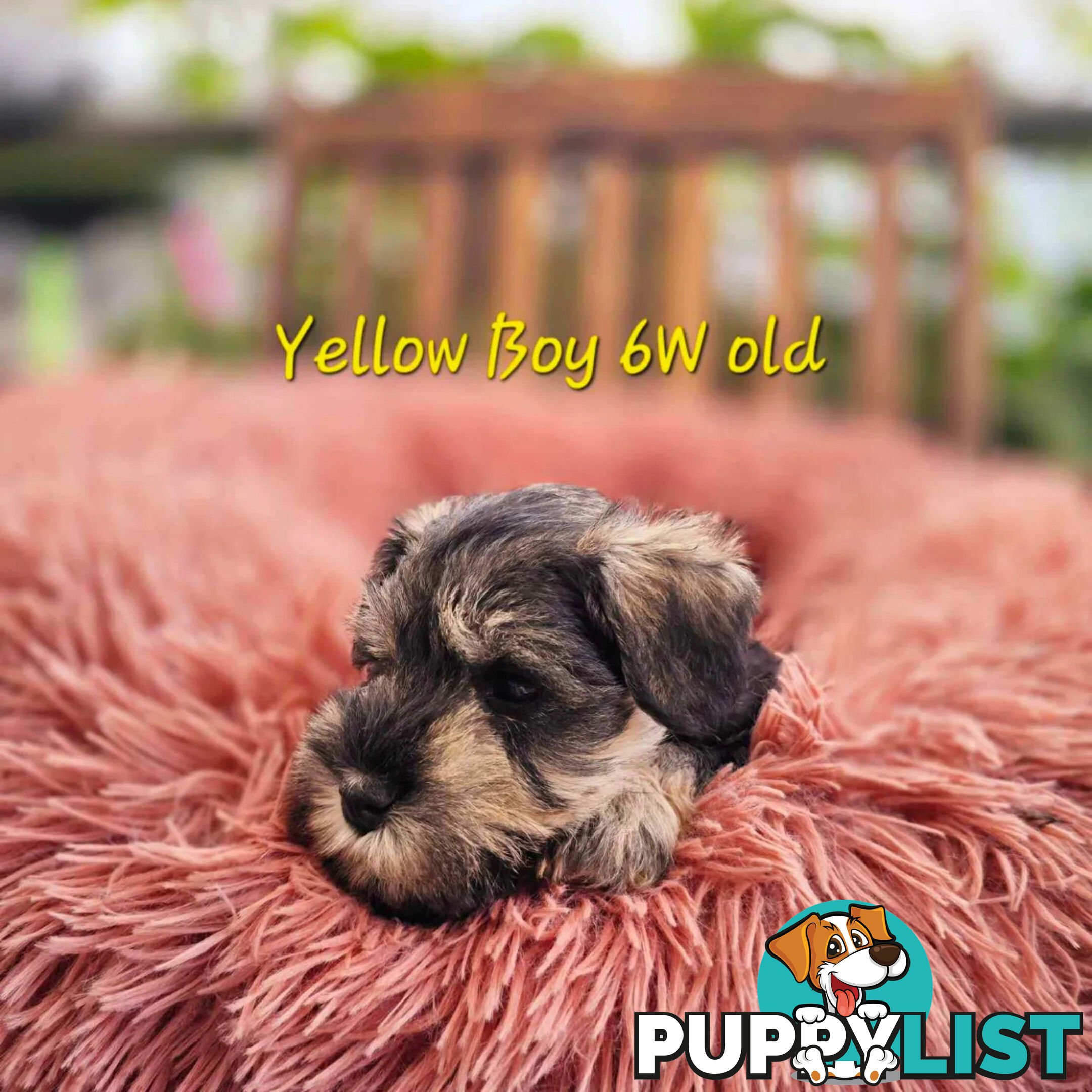 Pedigree Miniature Schnauzer puppies