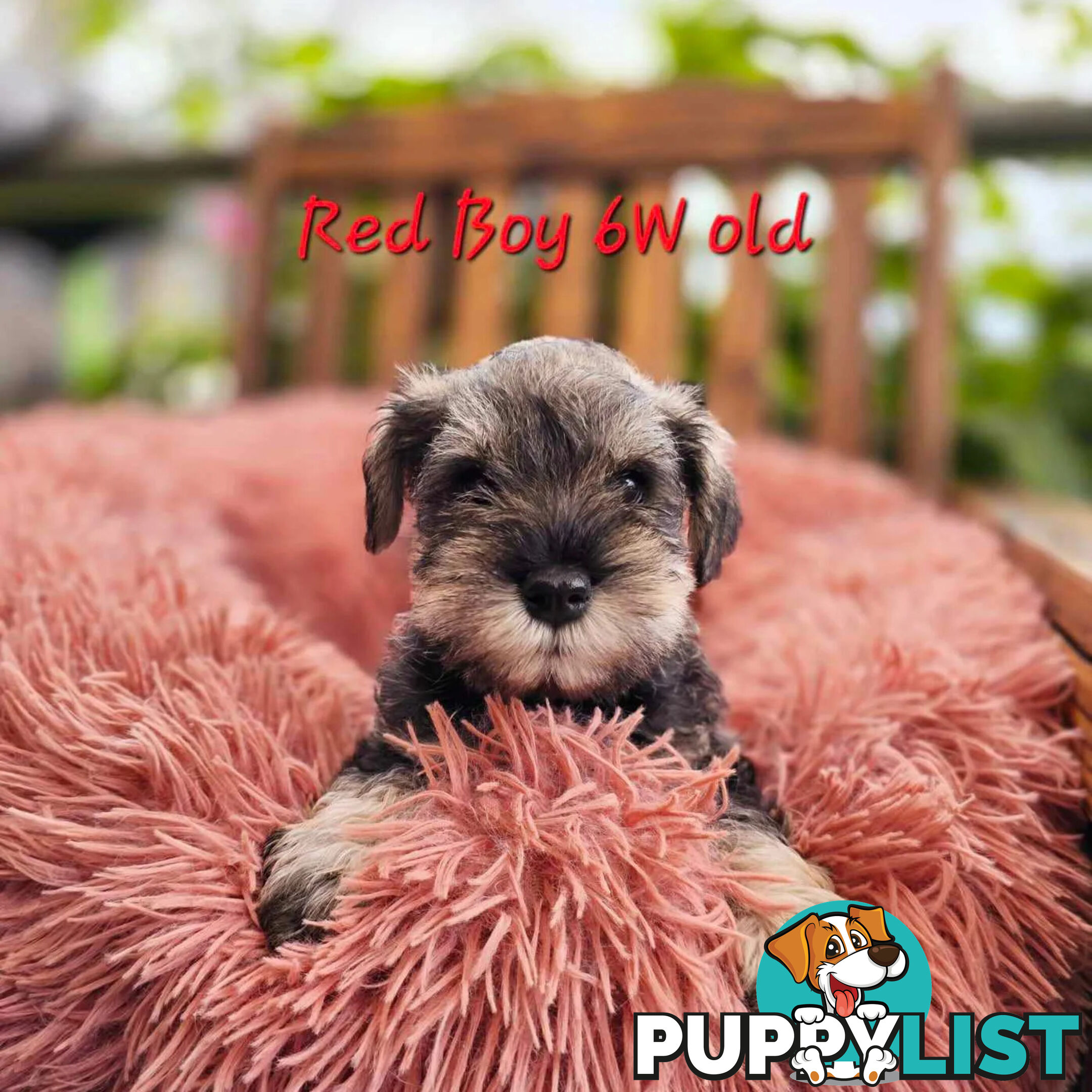 Pedigree Miniature Schnauzer puppies