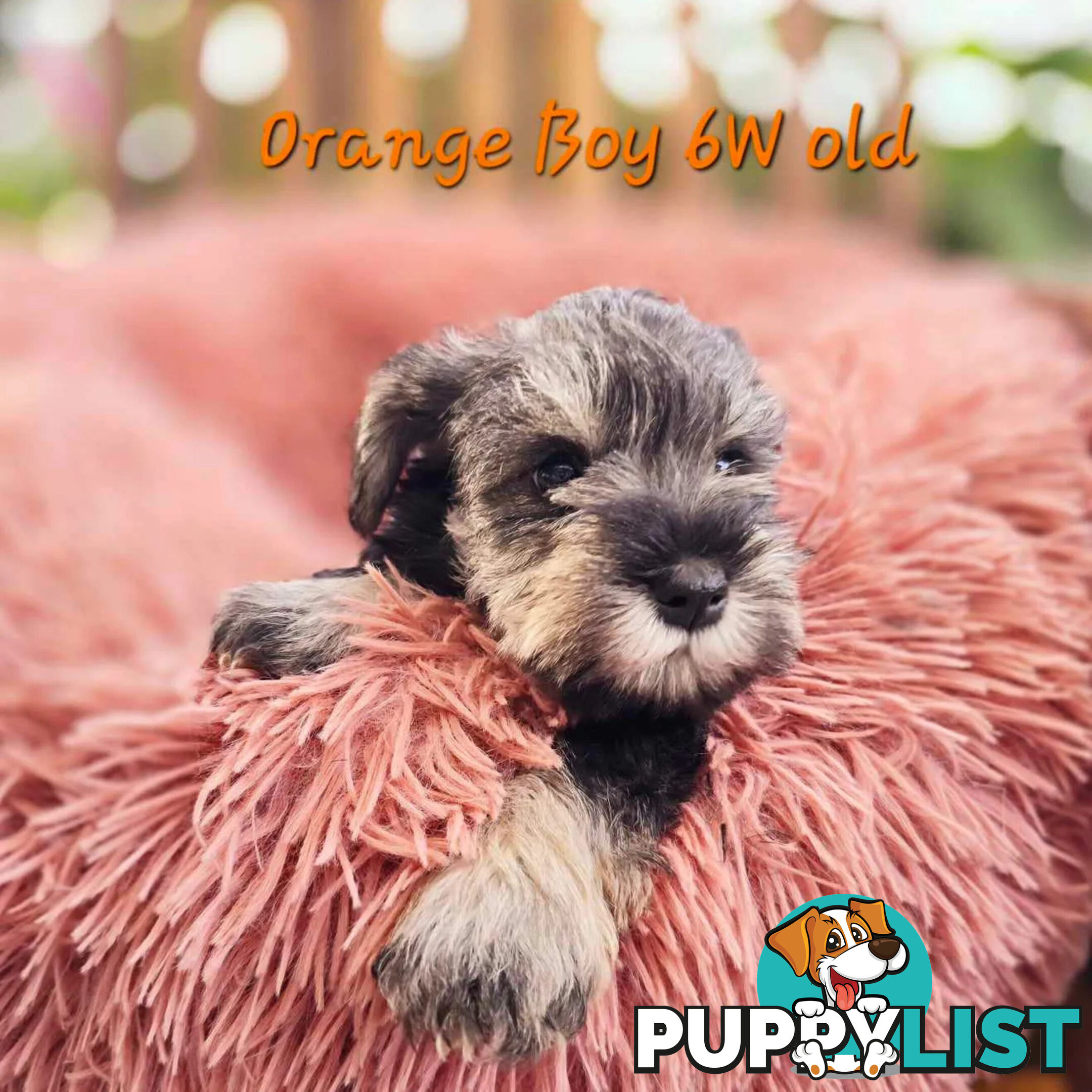 Pedigree Miniature Schnauzer puppies