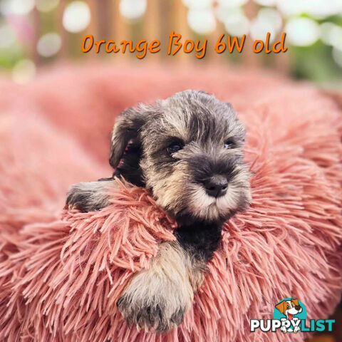 Pedigree Miniature Schnauzer puppies