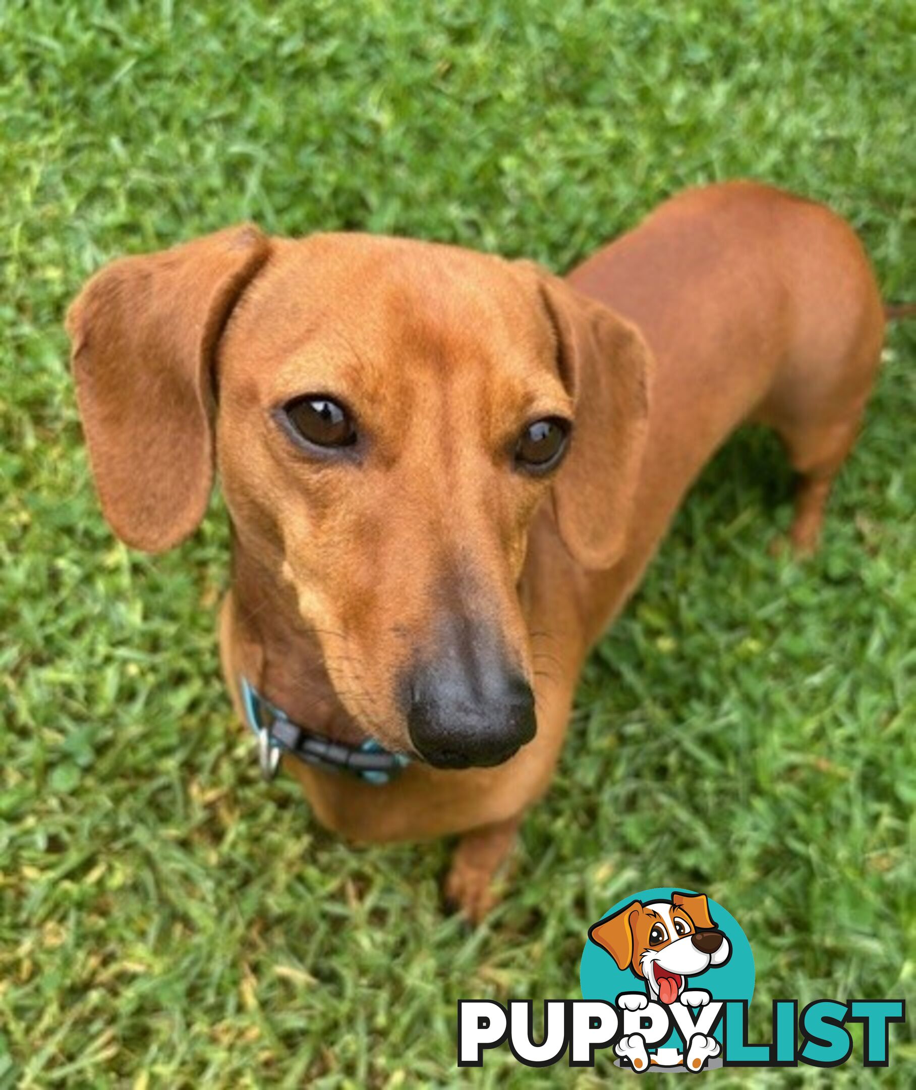 Red Miniature Dachshund