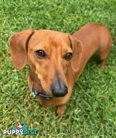 Red Miniature Dachshund