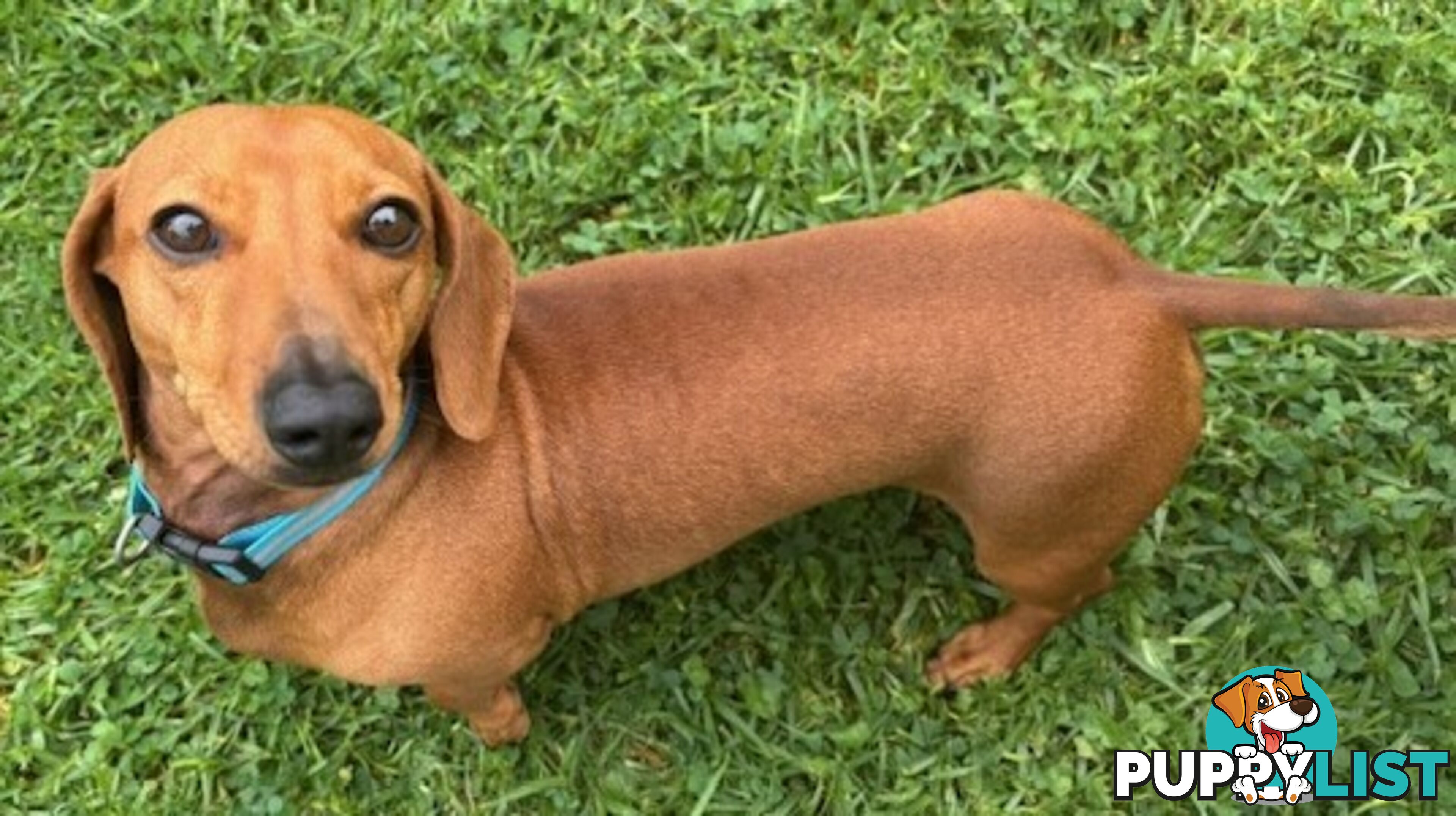 Red Miniature Dachshund