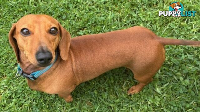 Red Miniature Dachshund