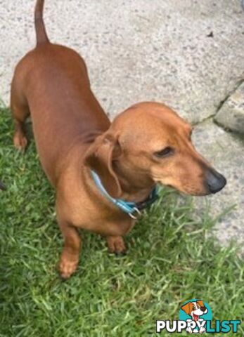 Red Miniature Dachshund