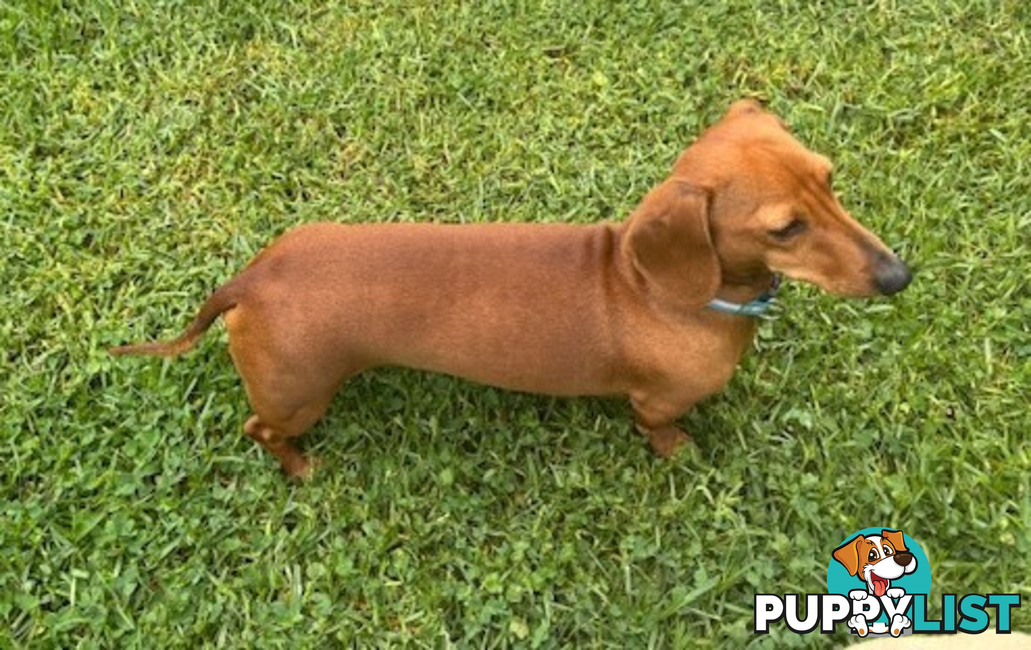 Red Miniature Dachshund