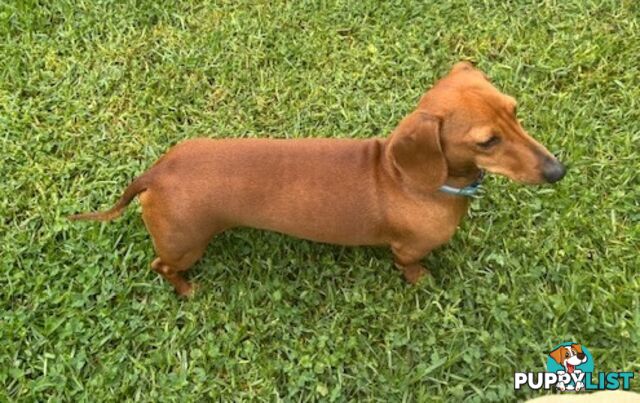 Red Miniature Dachshund