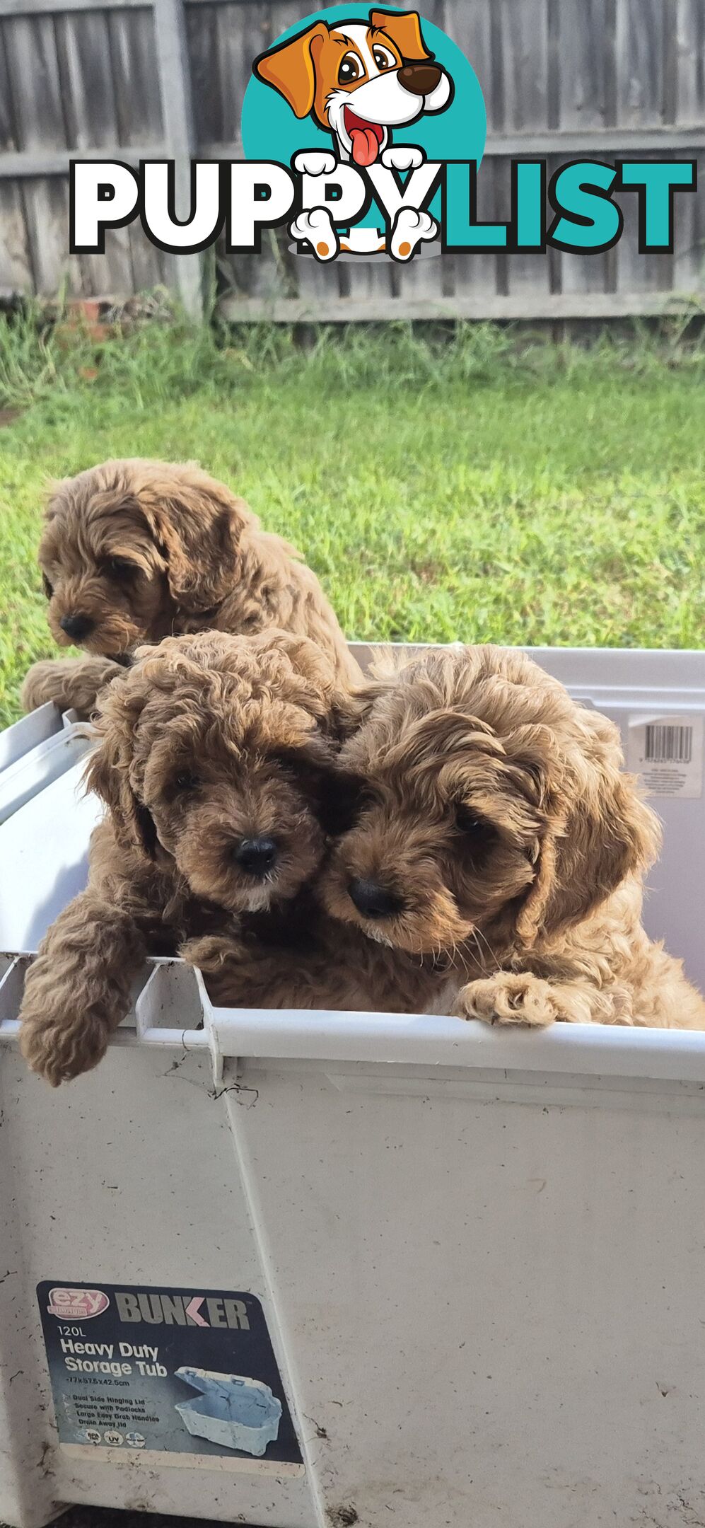 Cavoodle puppies for sale 8 weeks old now