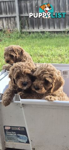 Cavoodle puppies for sale