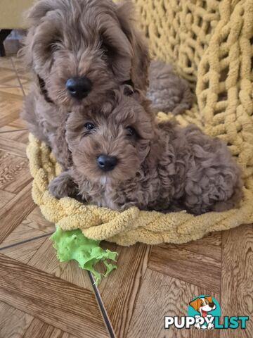Cavoodle puppies for sale