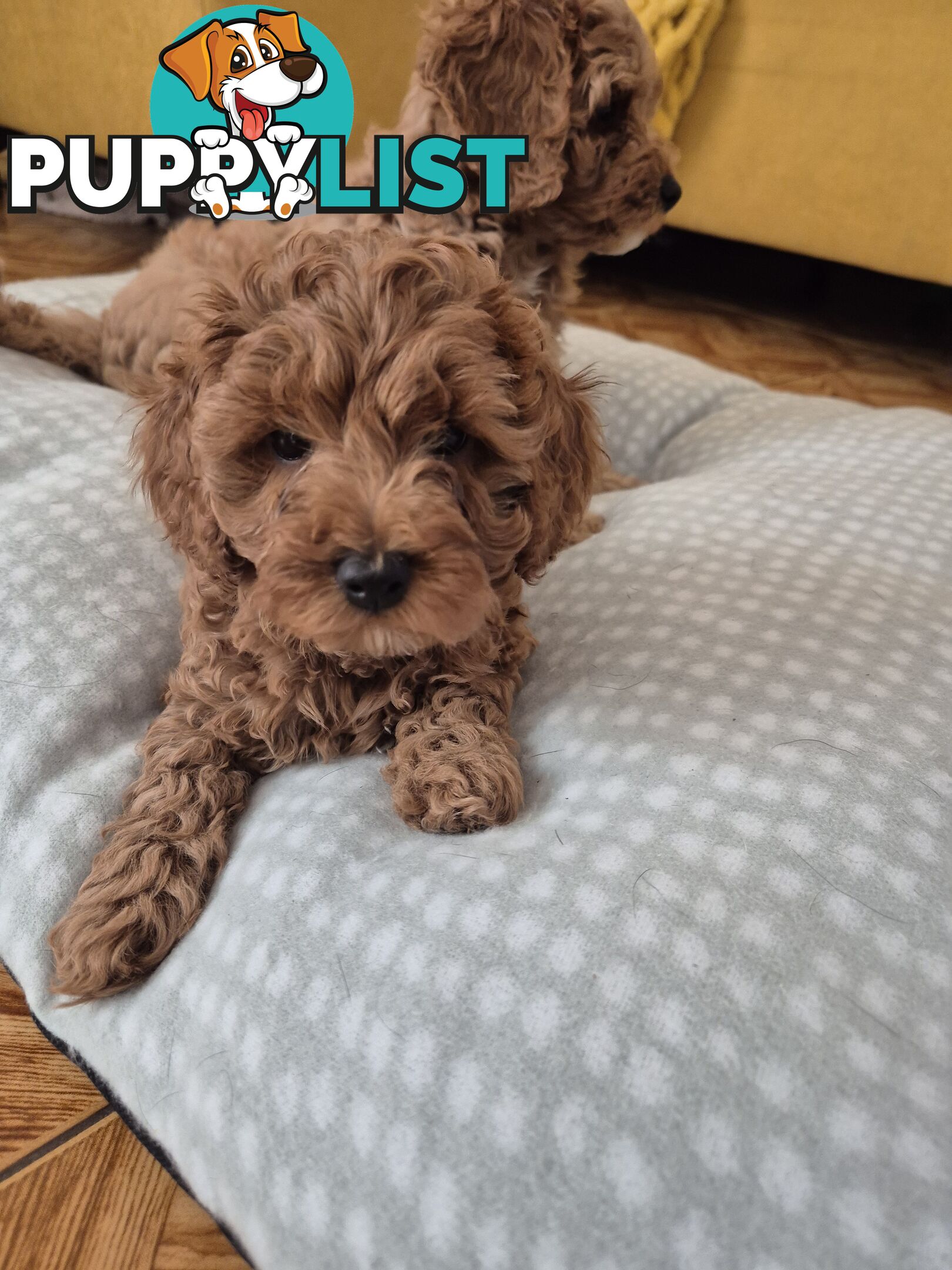 Cavoodle puppies for sale 8 weeks old now