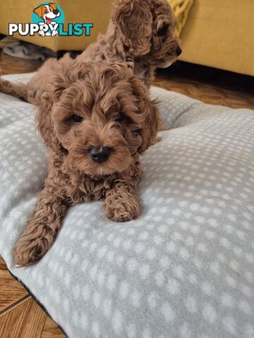 Cavoodle puppies for sale