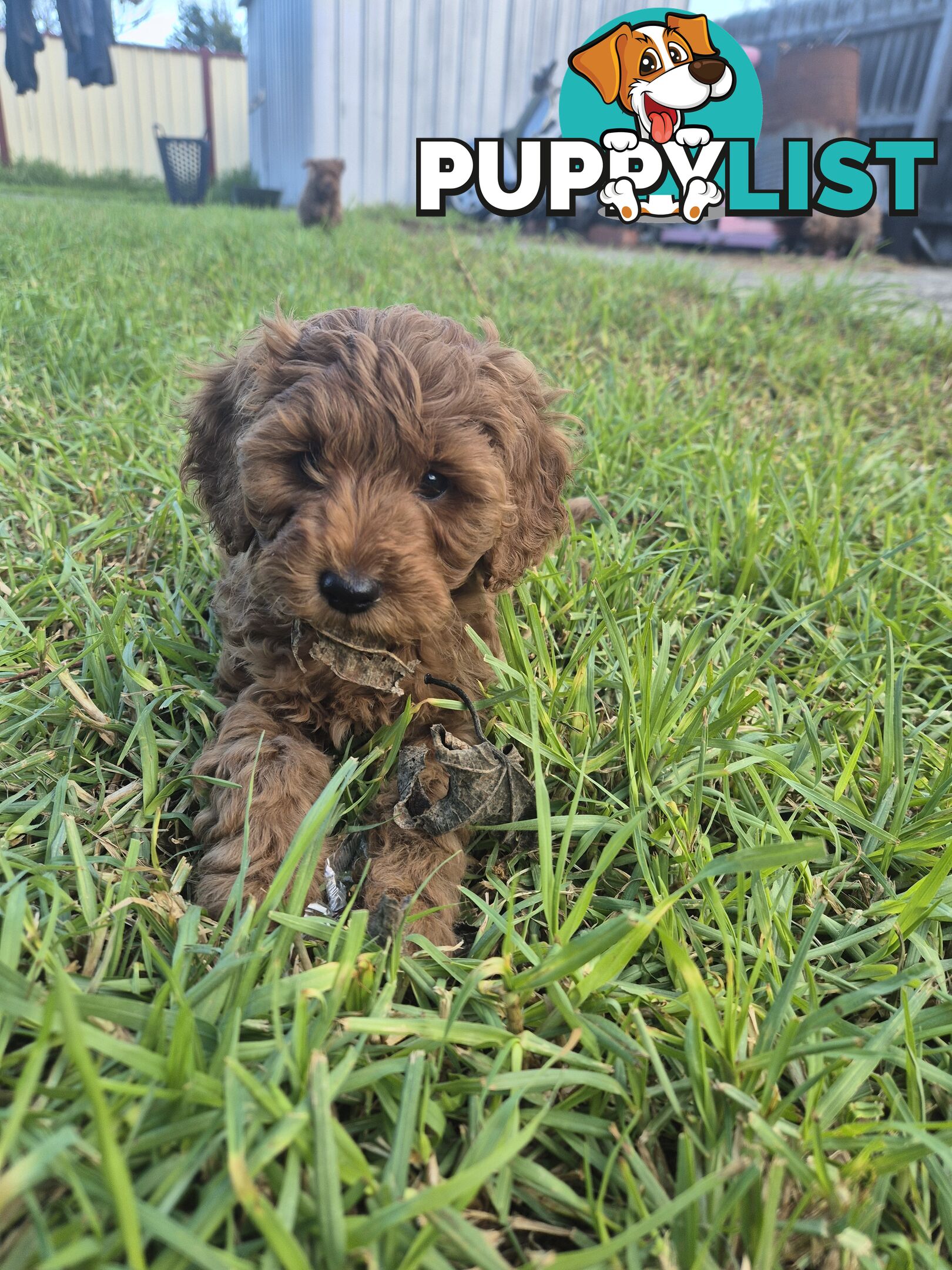 Cavoodle puppies for sale 8 weeks old now