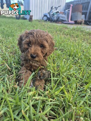 Cavoodle puppies for sale