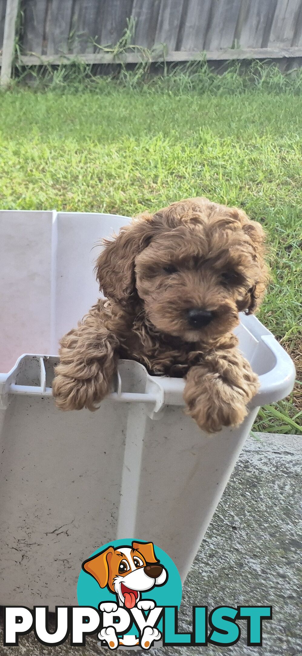 Cavoodle puppies for sale 8 weeks old now