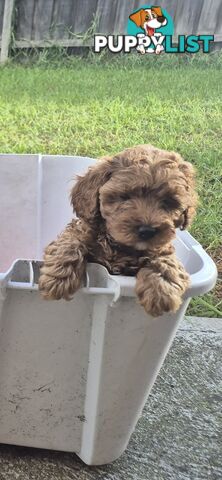 Cavoodle puppies for sale