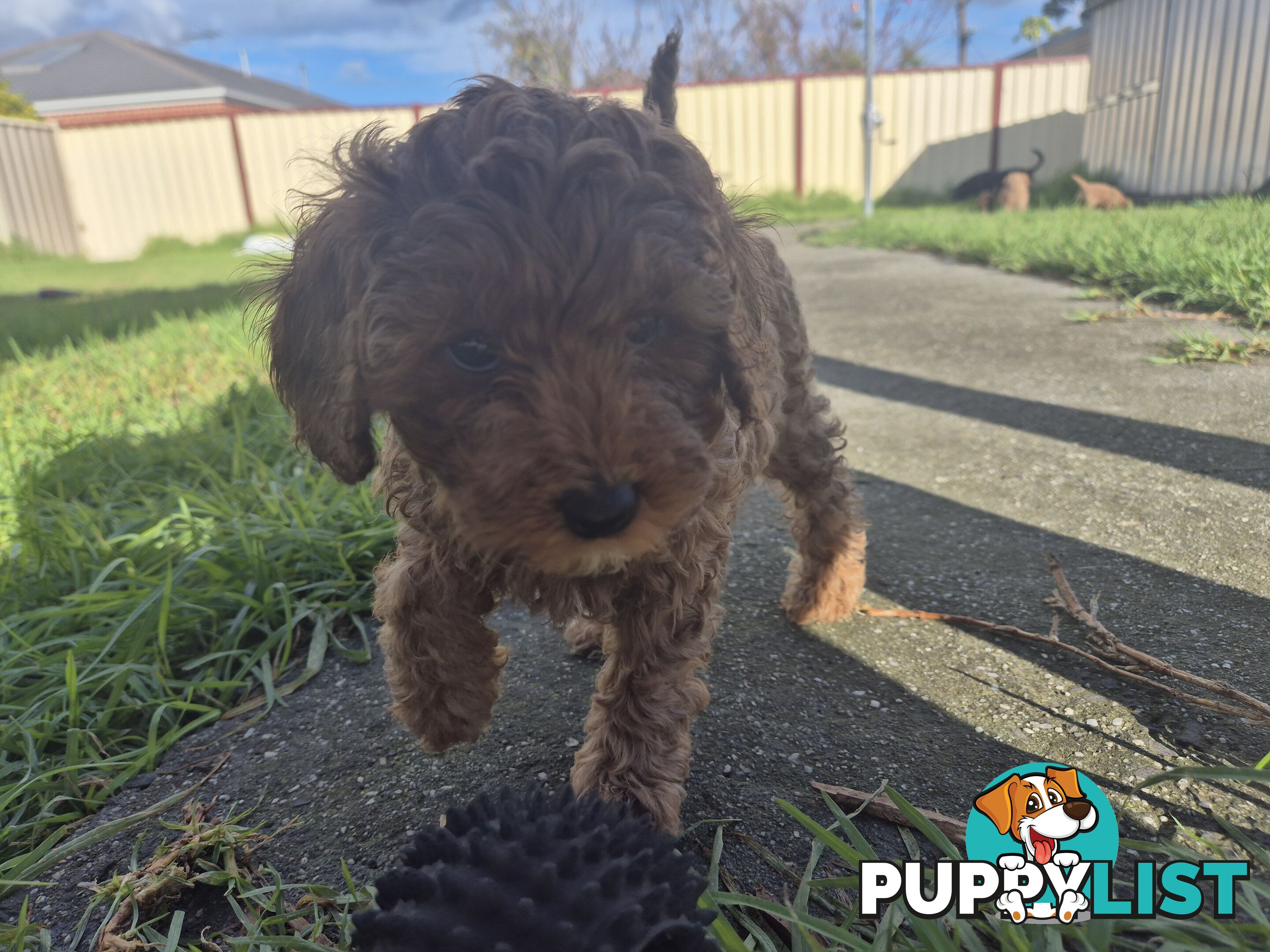 Cavoodle puppies for sale 8 weeks old now