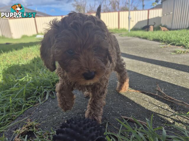 Cavoodle puppies for sale 8 weeks old now