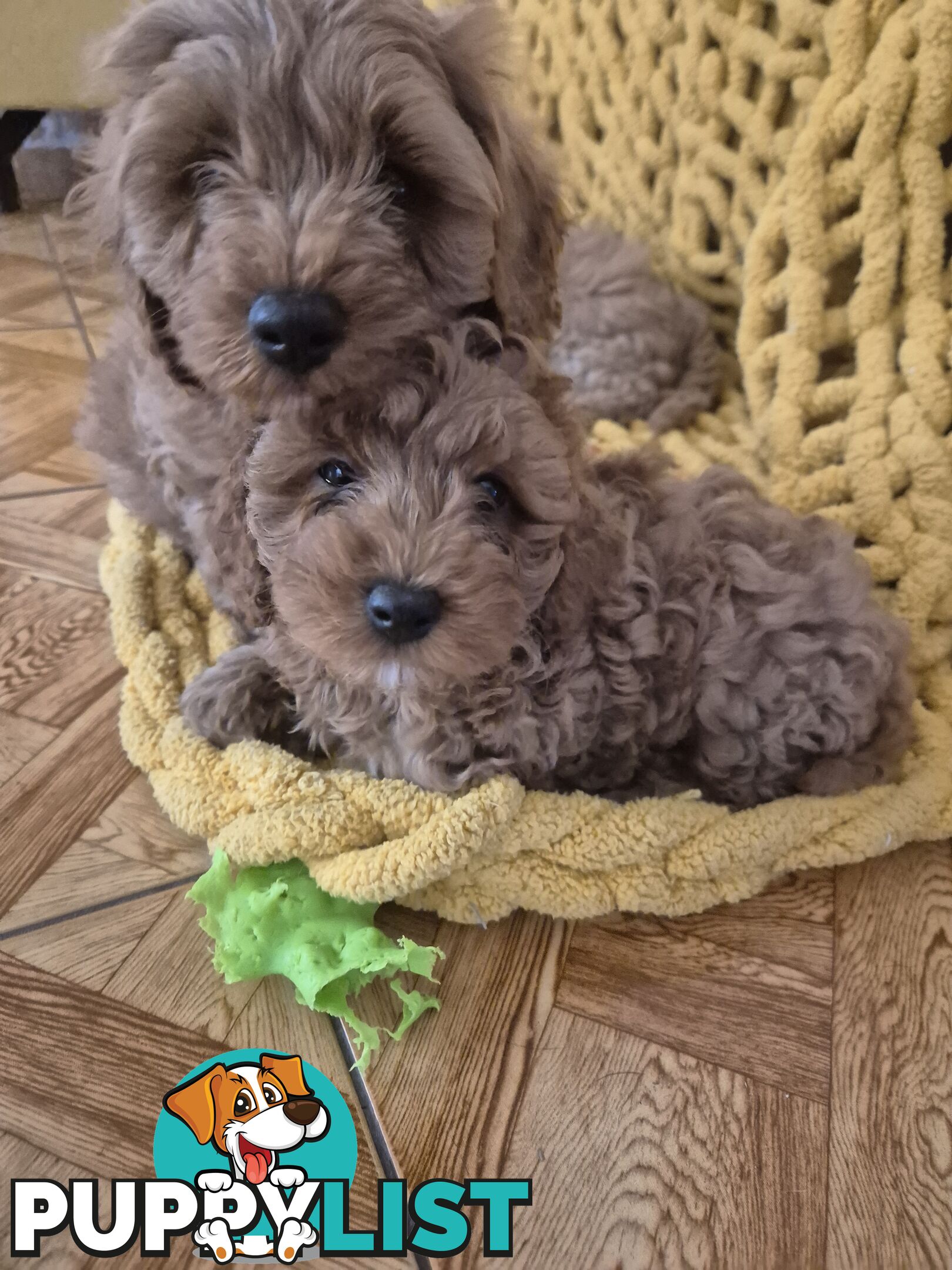 Cavoodle puppies for sale 8 weeks old now