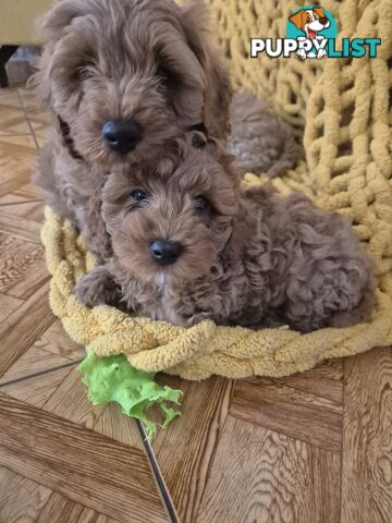 Cavoodle puppies for sale 8 weeks old now