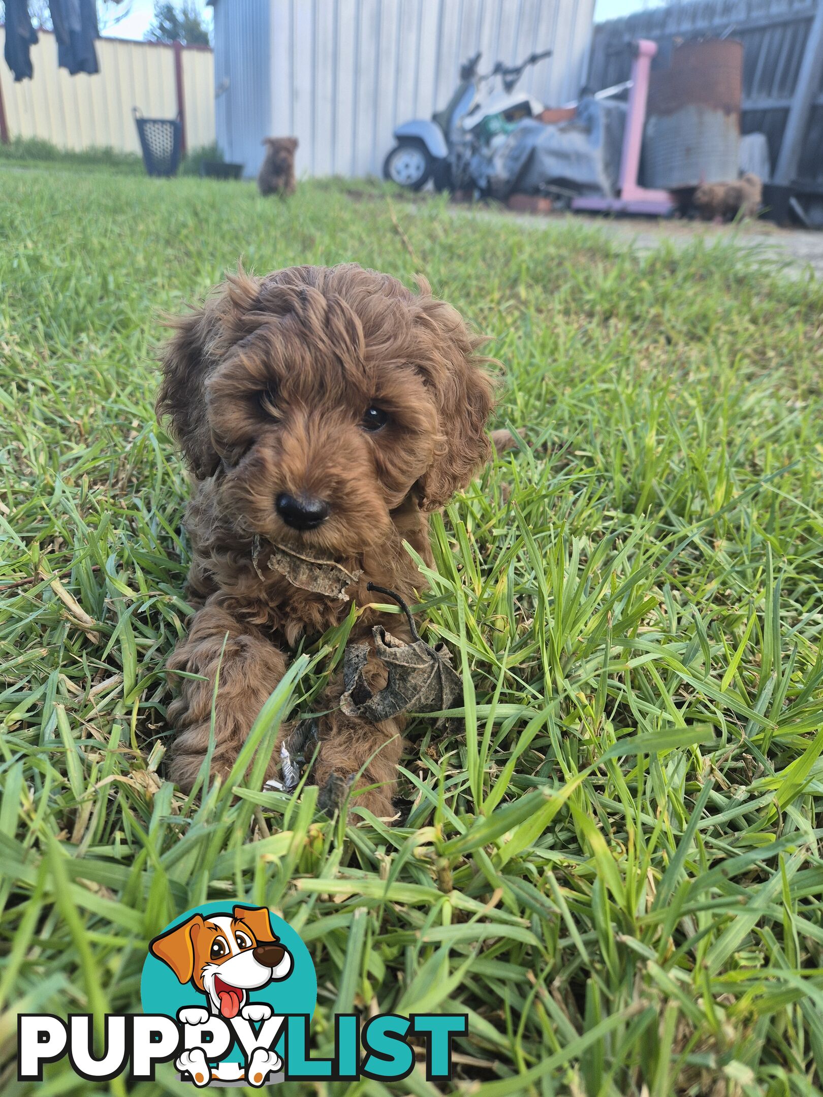 Cavoodle puppies for sale 8 weeks old now