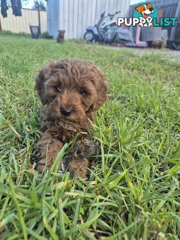 Cavoodle puppies for sale 8 weeks old now